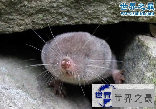 【图】世界上最小的哺乳动物，鼩鼱(长4厘米/重3克)