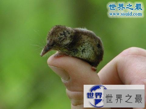 【图】世界上最小的哺乳动物，鼩鼱(长4厘米/重3克)