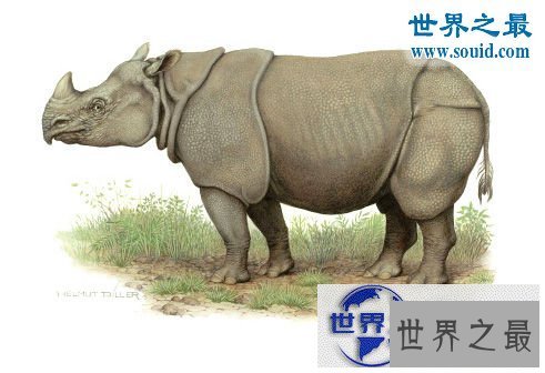 【图】世界上最罕见的犀牛,爪哇犀牛(中国的1922年灭绝