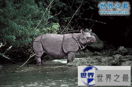 【图】世界上最罕见的犀牛,爪哇犀牛(中国的1922年灭绝