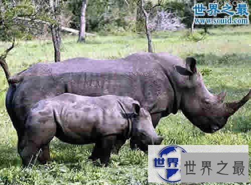 【图】世界上最罕见的犀牛,爪哇犀牛(中国的1922年灭绝