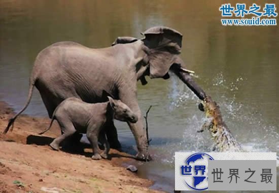 【图】世界上最记仇的动物，大象(13年后撞死猎人)