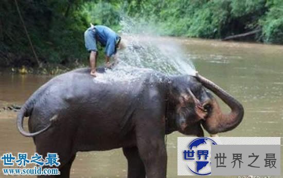 【图】世界上最记仇的动物，大象(13年后撞死猎人)