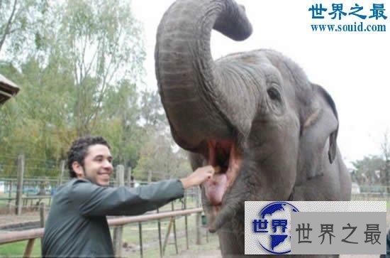 【图】世界上最记仇的动物，大象(13年后撞死猎人)