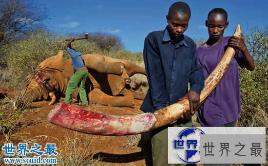 【图】世界上最记仇的动物，大象(13年后撞死猎人)