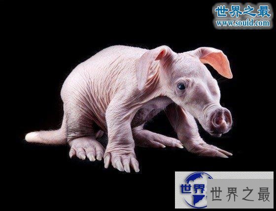 【图】世界上最可怕的生物，婴儿食蚁兽(地球上的怪物