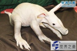 【图】世界上最可怕的生物，婴儿食蚁兽(地球上的怪物