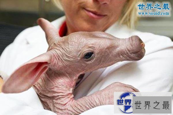 【图】世界上最可怕的生物，婴儿食蚁兽(地球上的怪物