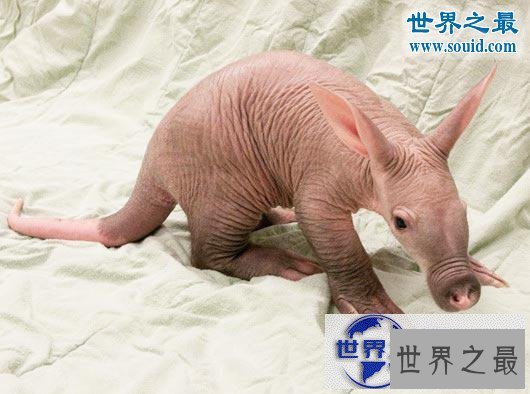 【图】世界上最可怕的生物，婴儿食蚁兽(地球上的怪物