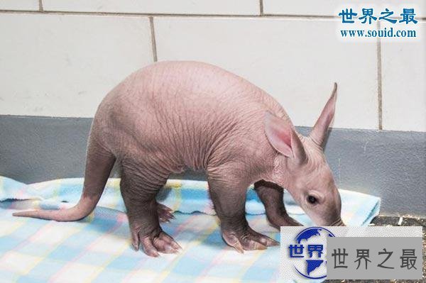【图】世界上最可怕的生物，婴儿食蚁兽(地球上的怪物
