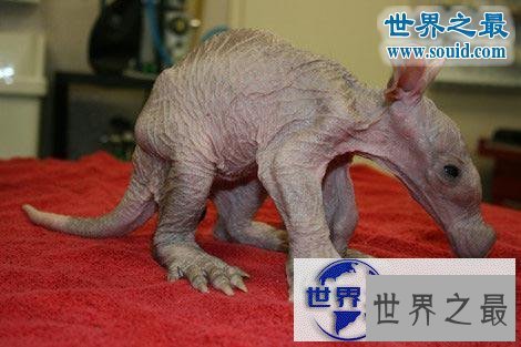 【图】世界上最可怕的生物，婴儿食蚁兽(地球上的怪物