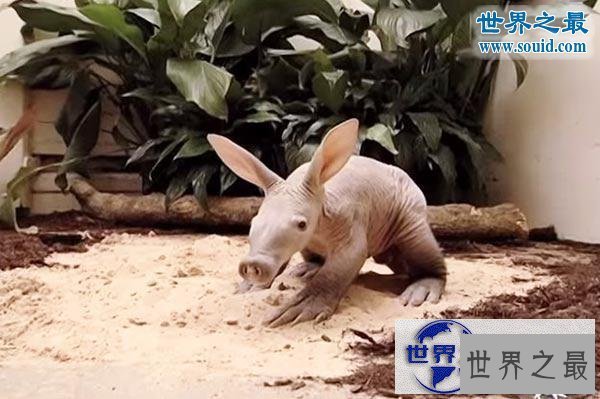 【图】世界上最可怕的生物，婴儿食蚁兽(地球上的怪物