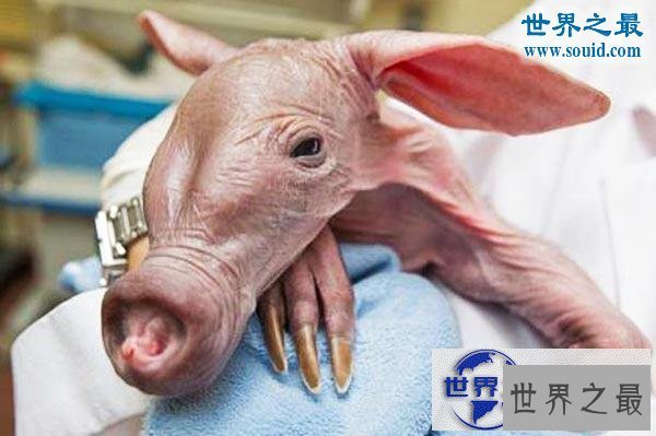 【图】世界上最可怕的生物，婴儿食蚁兽(地球上的怪物