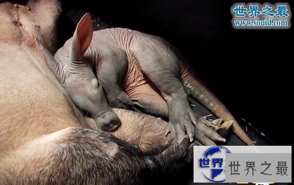 【图】世界上最可怕的生物，婴儿食蚁兽(地球上的怪物