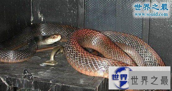 【图】世界上最罕见最珍稀的蛇，蓝血蛇(售价高达300万