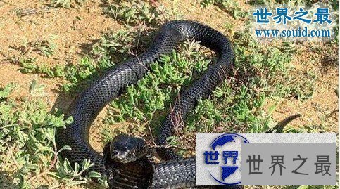 【图】世界上最罕见最珍稀的蛇，蓝血蛇(售价高达300万