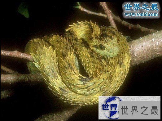 【图】世界上最罕见最珍稀的蛇，蓝血蛇(售价高达300万