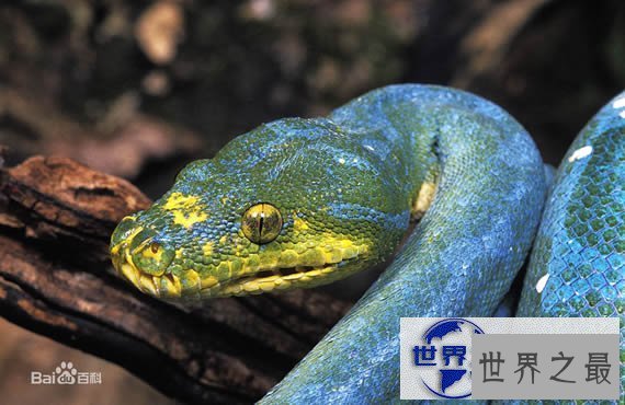【图】世界上最罕见最珍稀的蛇，蓝血蛇(售价高达300万