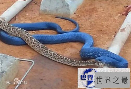 【图】世界上最罕见最珍稀的蛇，蓝血蛇(售价高达300万