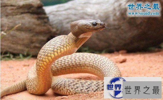 【图】世界上最罕见最珍稀的蛇，蓝血蛇(售价高达300万