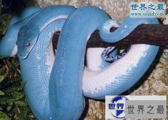 【图】世界上最罕见最珍稀的蛇，蓝血蛇(售价高达300万