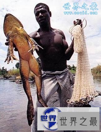 【图】世界上最大的青蛙，非洲巨蛙(体长1米)