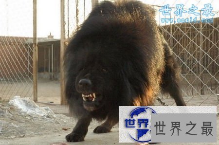 【图】世界上最凶猛最厉害的狗，中国鬼獒(凶残度120