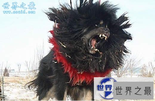 【图】世界上最凶猛最厉害的狗，中国鬼獒(凶残度120