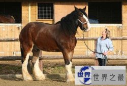 【图】世界上最大的马，夏尔马(超过一吨重)