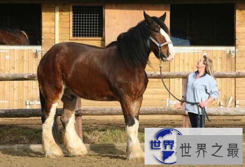 【图】世界上最大的马，夏尔马(超过一吨重)