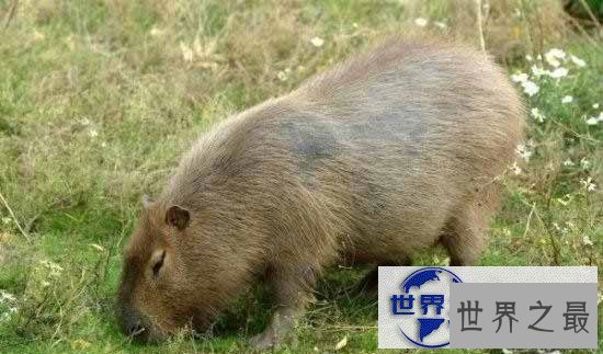 【图】世界上最大的老鼠，1.1米长(比小孩还高)