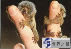 【图】世界上最小的猴子，拇指猴(只有手指头长)