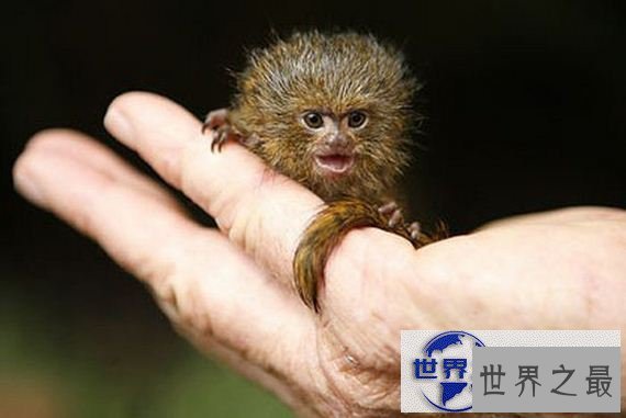 【图】世界上最小的猴子，拇指猴(只有手指头长)