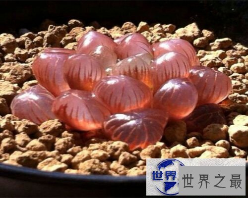 【图】冰灯玉露，一种像小灯泡的植物，清澈透明