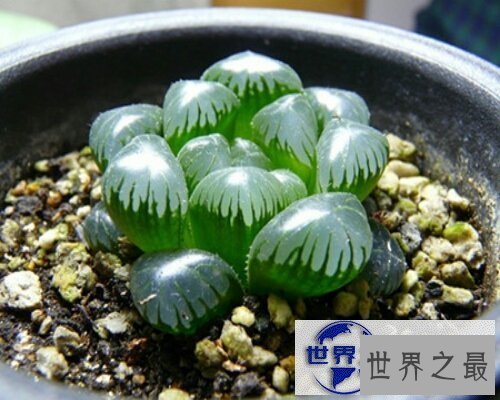 【图】冰灯玉露，一种像小灯泡的植物，清澈透明