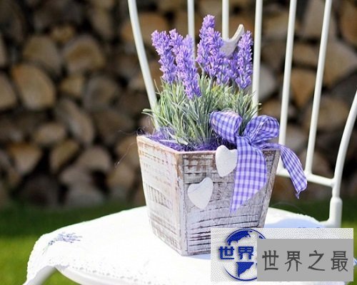 【图】常见花花语大全