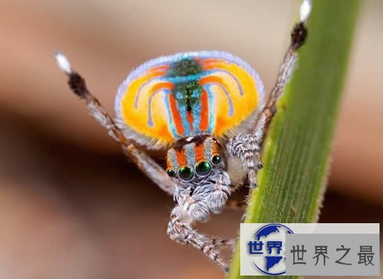 【图】世界上最漂亮的孔雀蜘蛛，太美了(图)