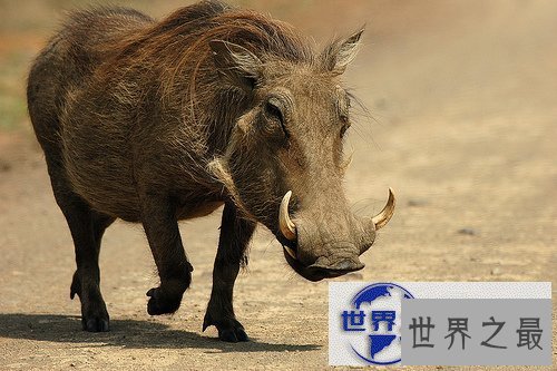 【图】世界上最大的猪，关于猪的世界之最