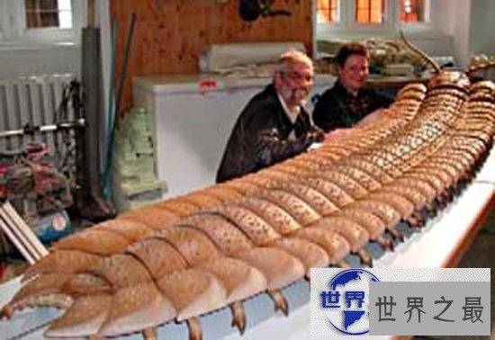 【图】世界上最大的蜈蚣，加拉帕格斯巨人蜈蚣(长0.6