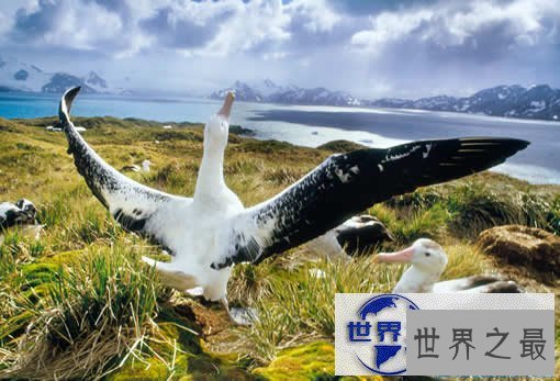 【图】世界上最大的鸟，史前巨鸟翼展达7.3米(图)