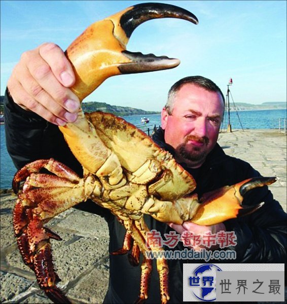 【图】世界上最大的食用蟹