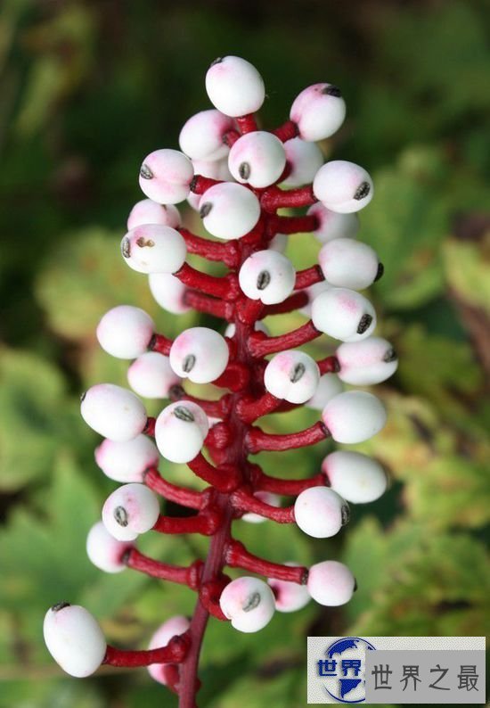 【图】世界上最恐怖的植物，食羊树可以吃掉山羊