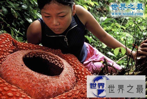 【图】世界上最大的花，大王花图片(传说中的食人花