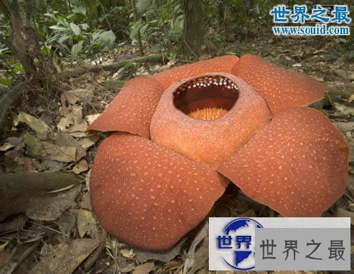 【图】世界上最大的花，大王花图片(传说中的食人花