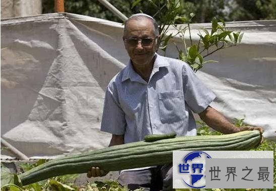 【图】世界上最长的黄瓜，英国老太种出长1.19米黄瓜
