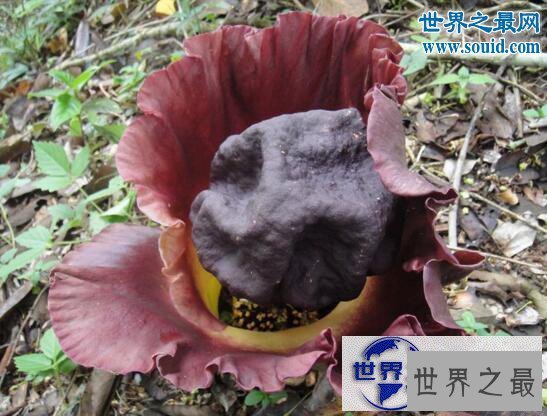 【图】世界上最臭的花，尸香魔芋(腐烂尸体臭800米远