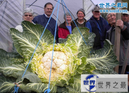 【图】世界上最大的花菜，英国老汉种出54斤超级大花菜