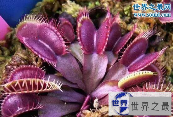 【图】自然界十大食肉植物，猪笼草(美丽而残酷)