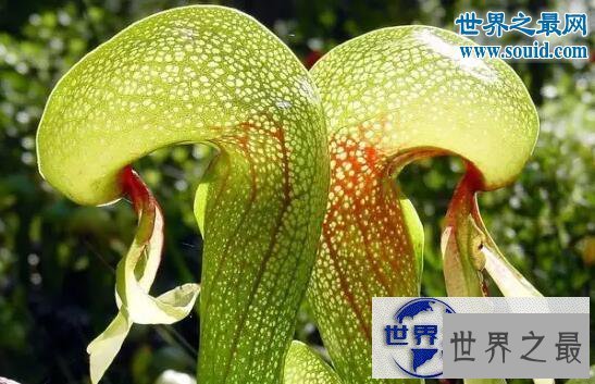 【图】自然界十大食肉植物，猪笼草(美丽而残酷)