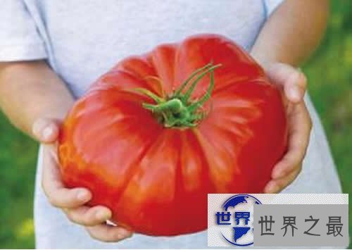 【图】世界上最大的番茄，重达8斤(可供10个食用)